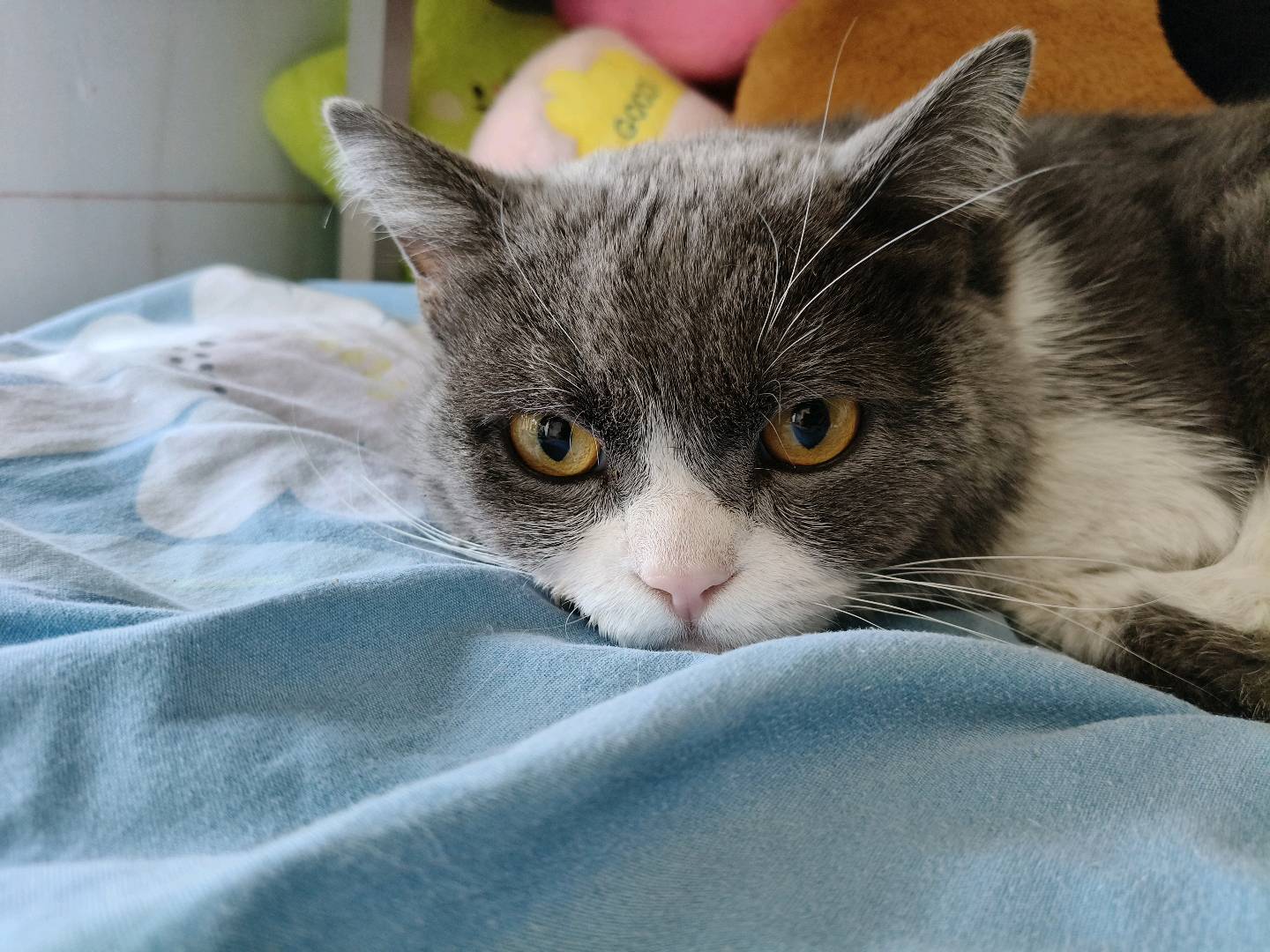 猫猫英国短毛猫