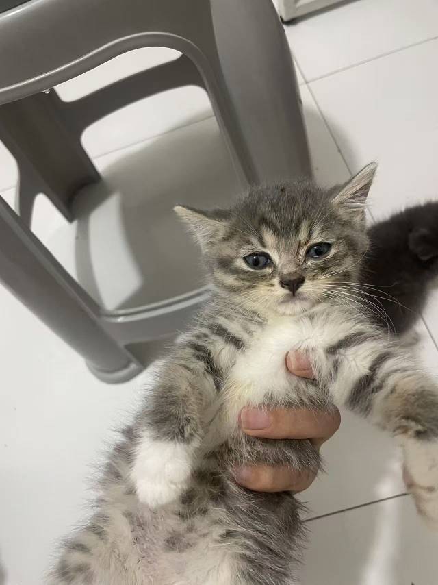两只小猫自家养的，主要太多了，养不完也没有时间，一公一母，他俩是兄妹，价格可以商量自己来取，不支持运，不支持发货