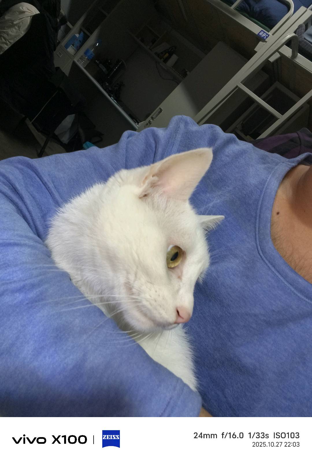猫猫其它