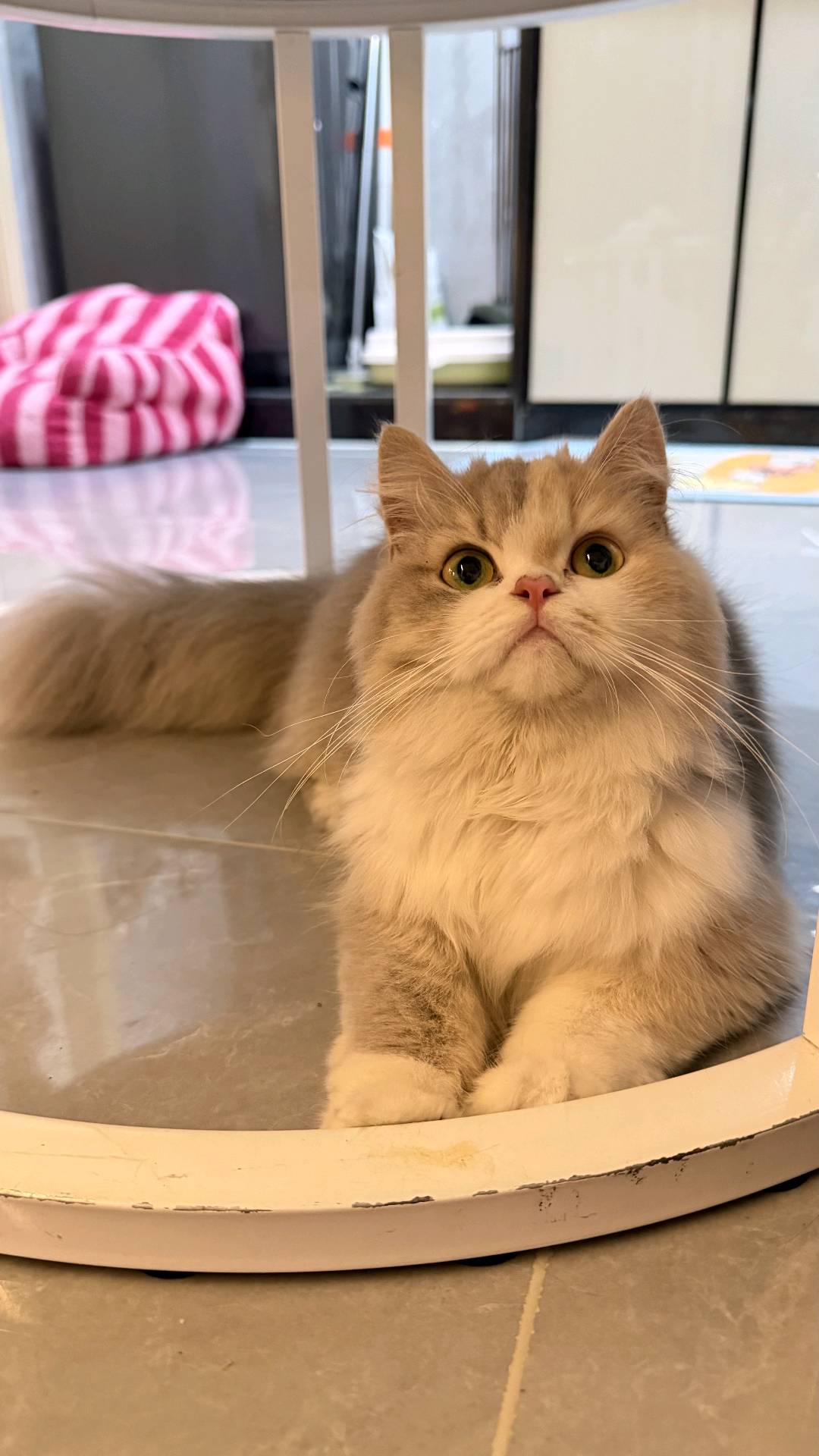 猫猫其它