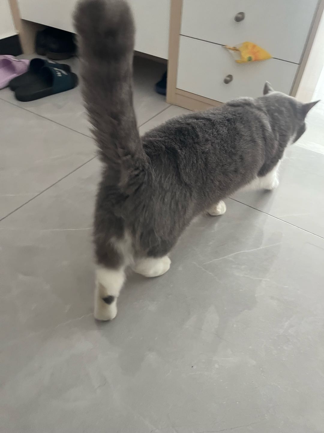 代养猫#代养狗#上门遛狗#上门喂养猫狗。
猫是喂养一次30
狗是遛一个小时50
备注：只要是宠物都可以代养，有需要可以联系我。