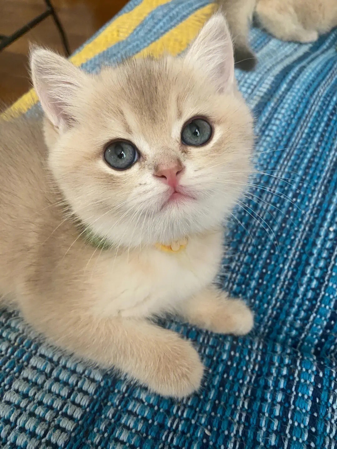 猫猫美国短毛猫