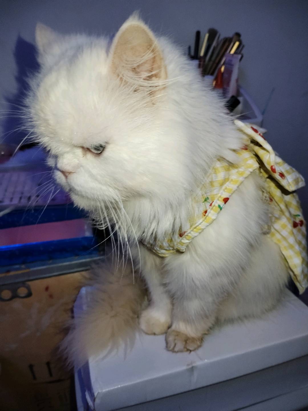 闲置详情