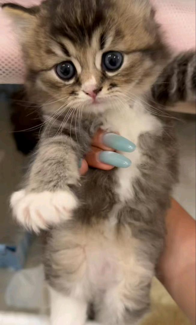 猫猫萌宠档案