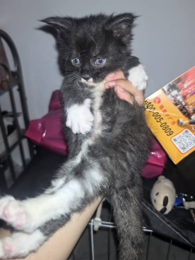 猫猫缅因猫