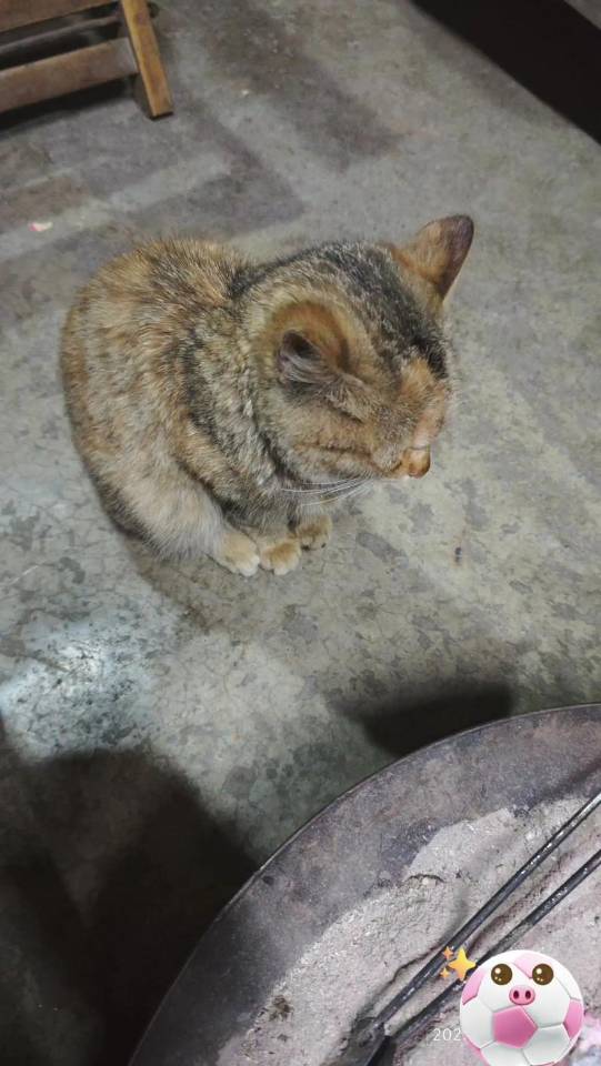 就农村土猫奶牛猫，小黑猫，家里七只猫猫有点多了，公母还分不清，寻找有缘人