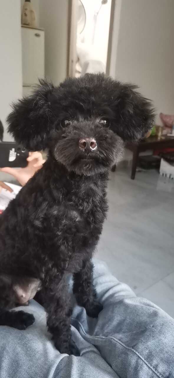 它叫可乐，是个活泼又听话的妹妹，狗粮零食尿不湿全送，找个爱心人士领养