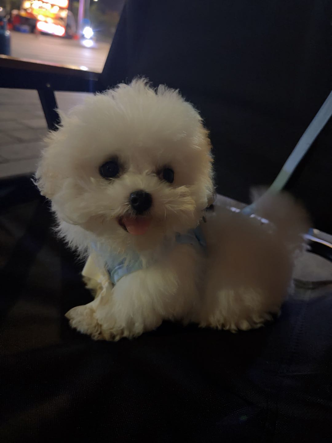 狗狗比熊犬
