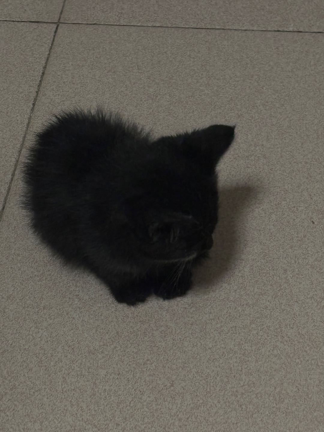 有个小女孩扔的 这个猫特别黏人