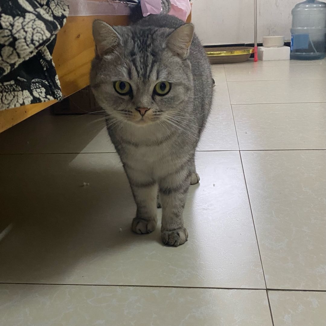 调皮可爱