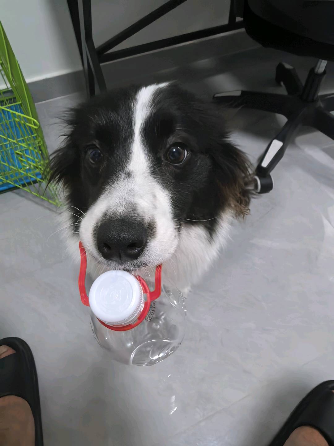 喜欢爆冲 不怕陌生人