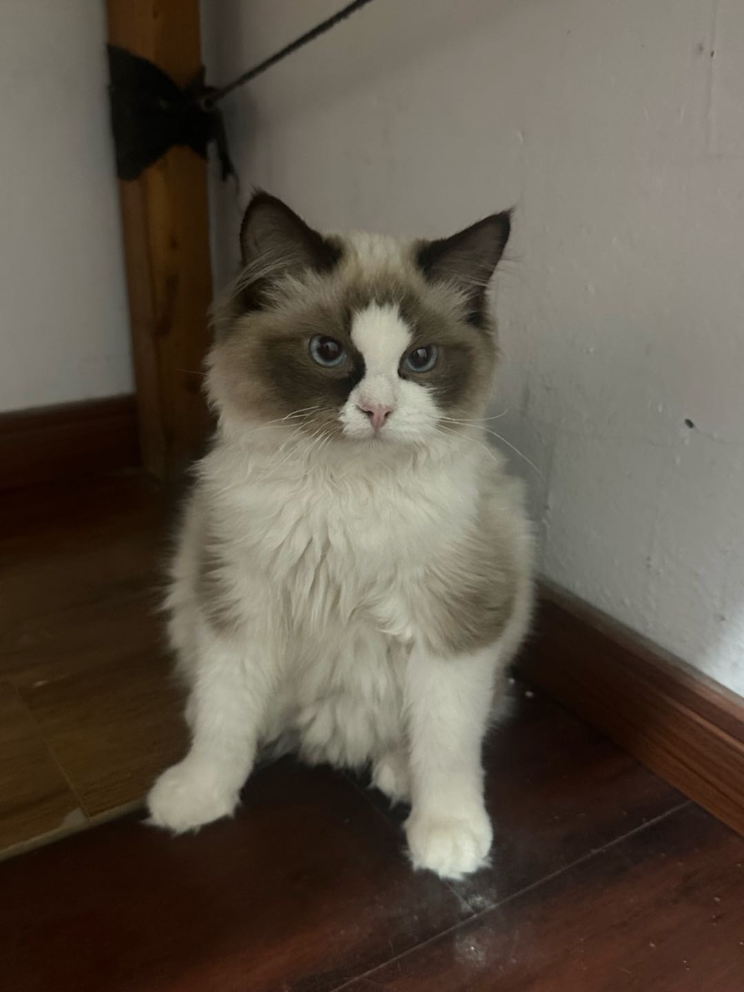 可爱的小猫，要卖了