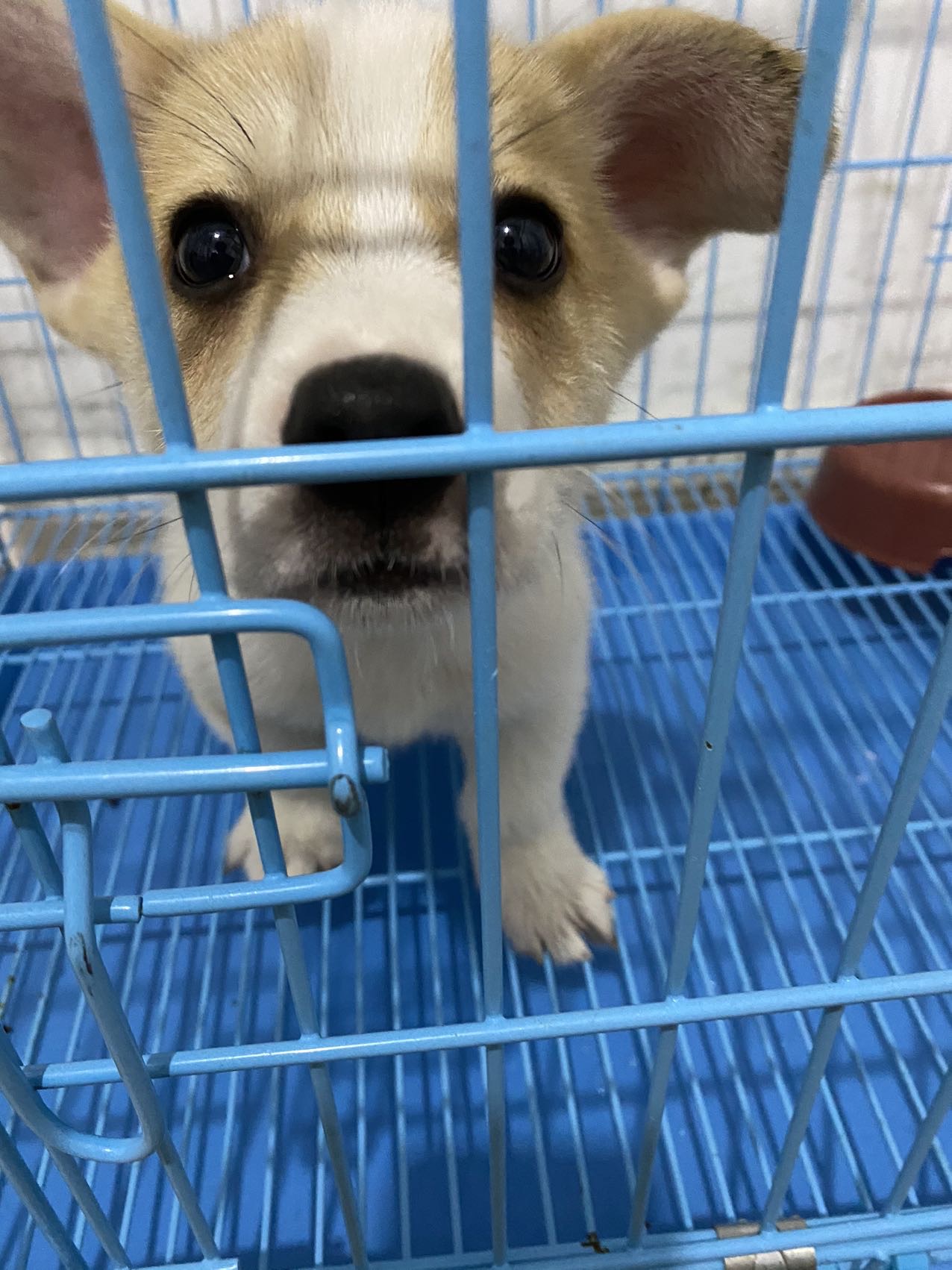 狗狗疫苗都是打完了的  由于平时要上班 照顾不过来  需要有爱心的爱狗人士