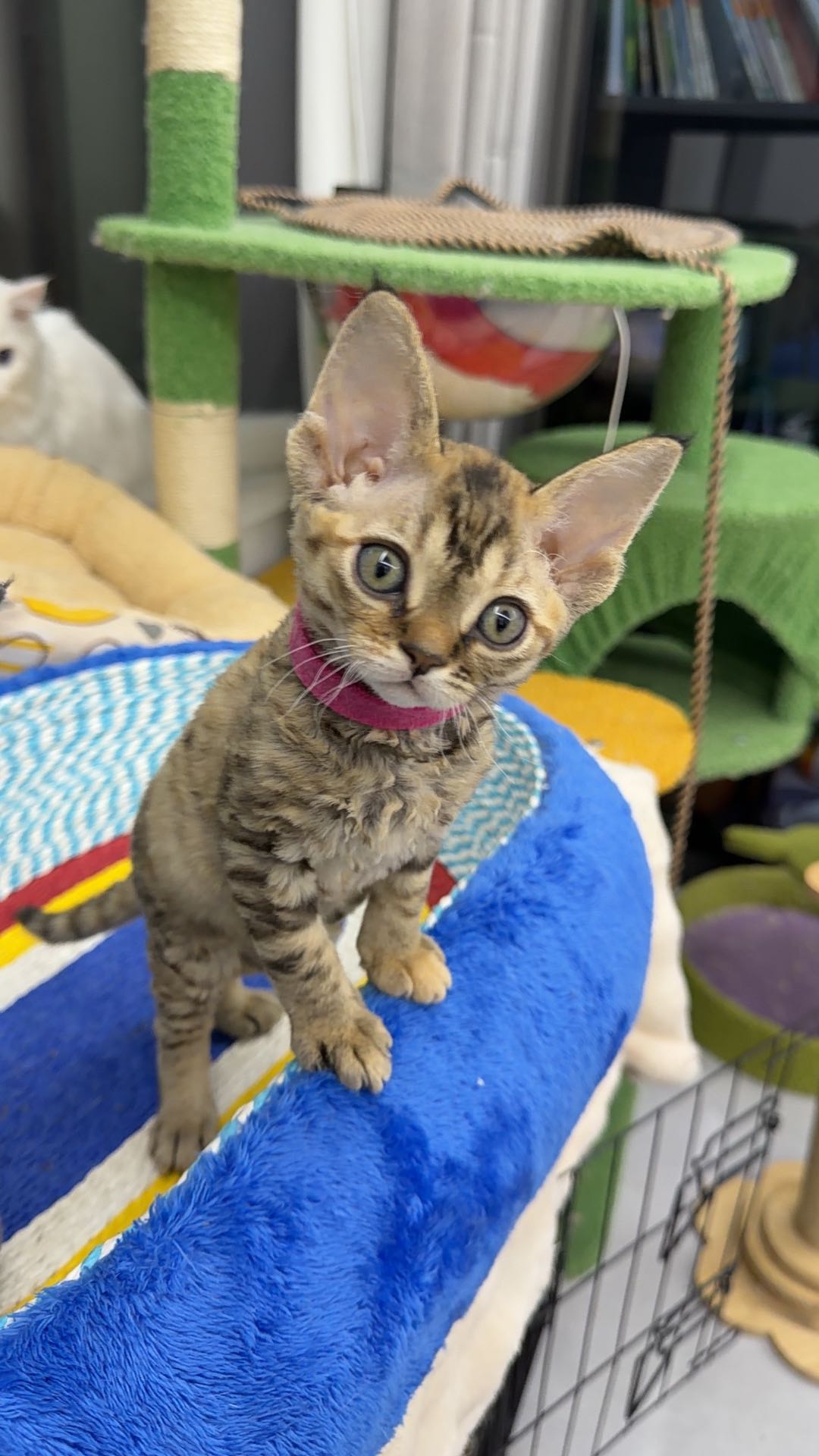 小猫找家长