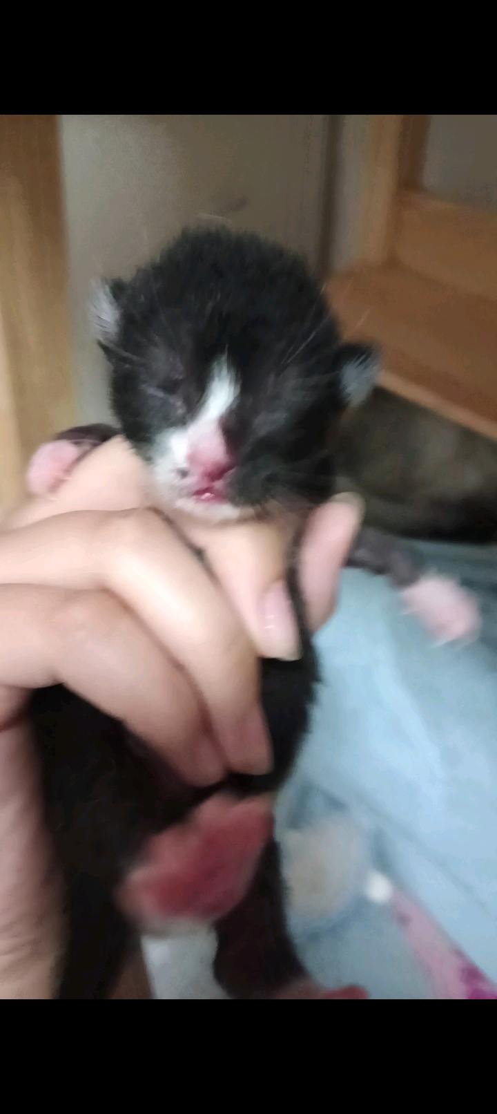 河南省焦作市新生小奶猫求领养