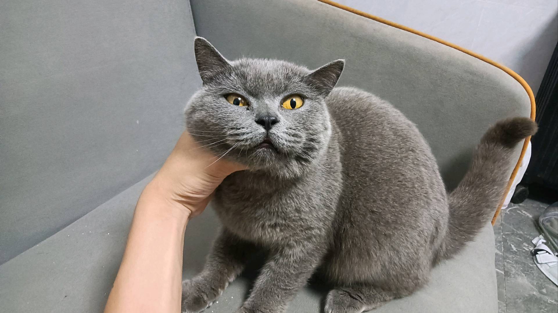 猫猫其它