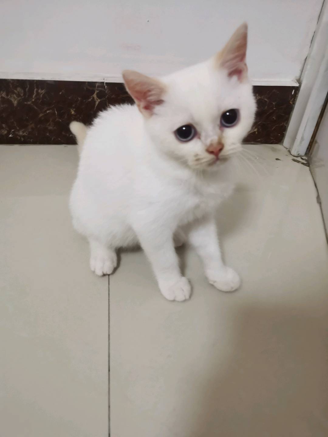 猫猫其它
