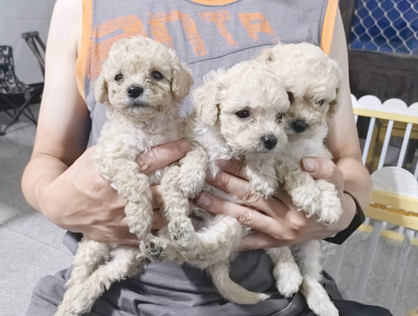 泰迪幼犬，白色卷毛，毛量蓬松，性格粘人活泼，适合家养
现在还小，健康活泼，状态很好
支持自提，喜欢私聊