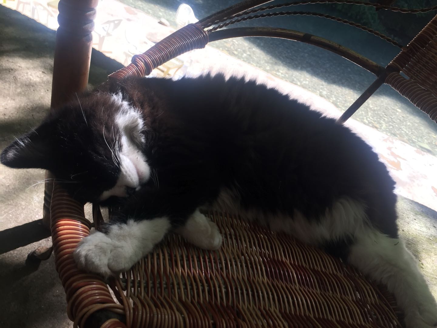 上门喂猫