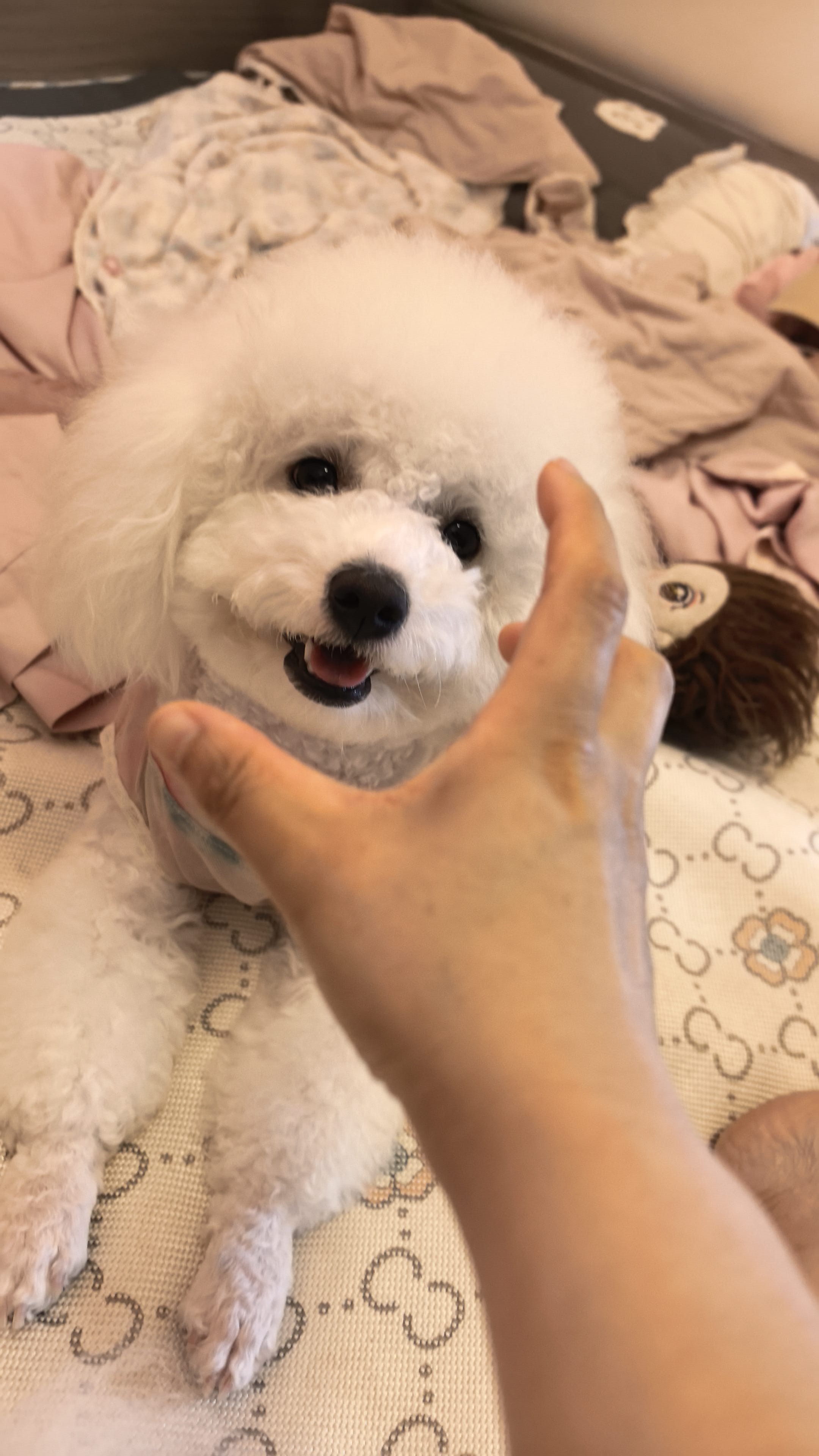 狗狗萌宠档案