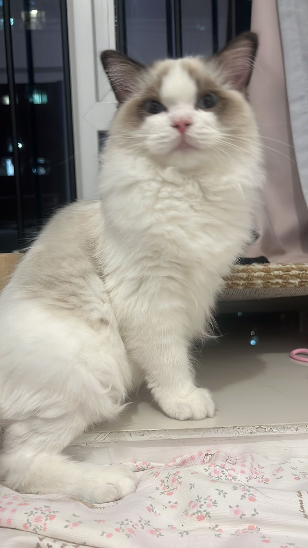 猫猫萌宠档案