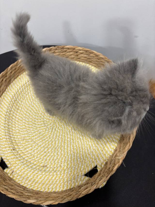 猫猫（英国短毛猫）