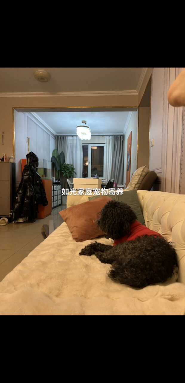 宠物寄养、上门喂养（大兴机场附近。免费上门接送）
本人从小喜欢宠物，也养过猫狗，喂过流浪狗，
也在考宠物美容师证。家里目前一只橘色流浪猫，一只白色泰迪，
⭐️家