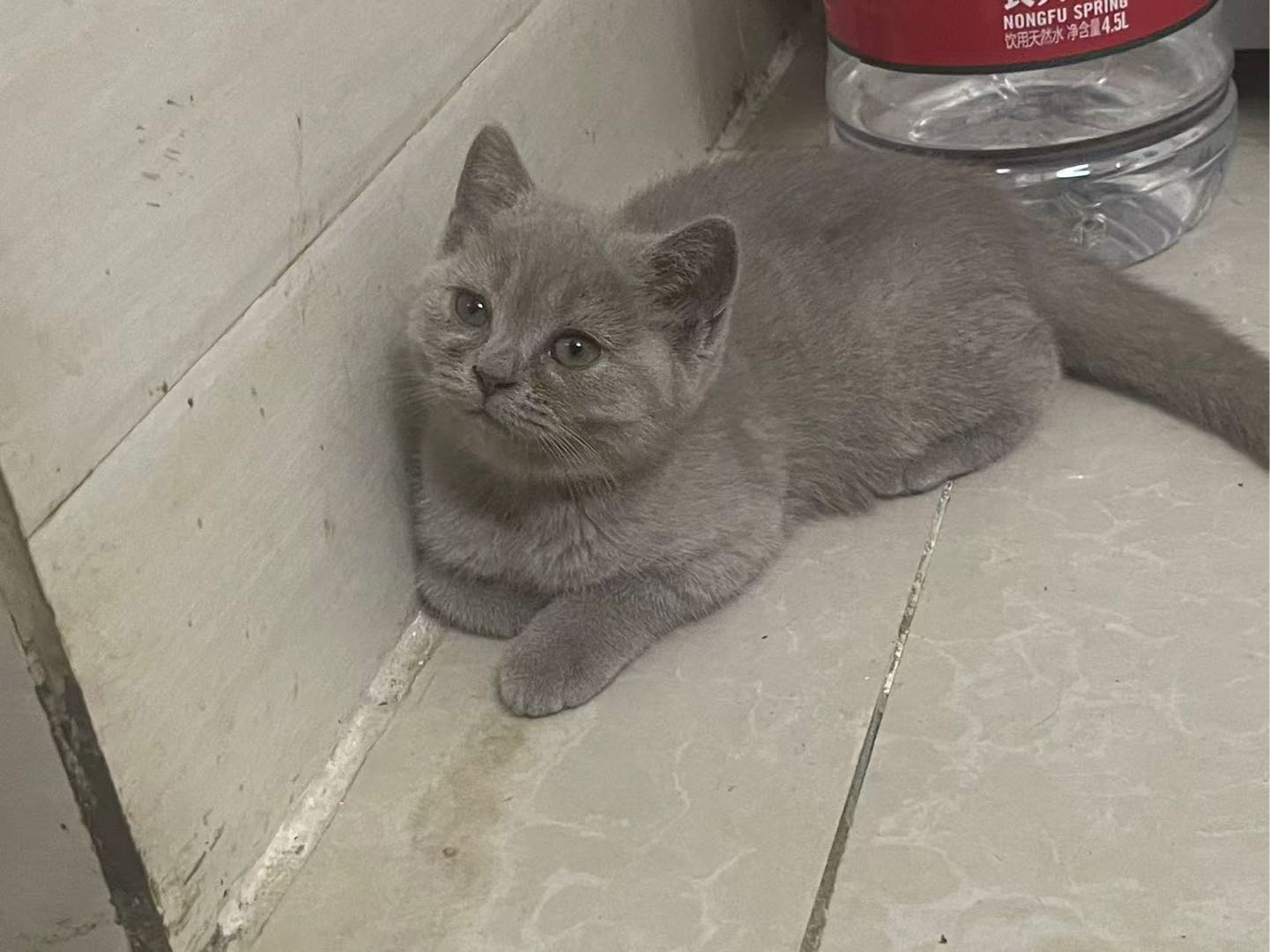 猫猫其它