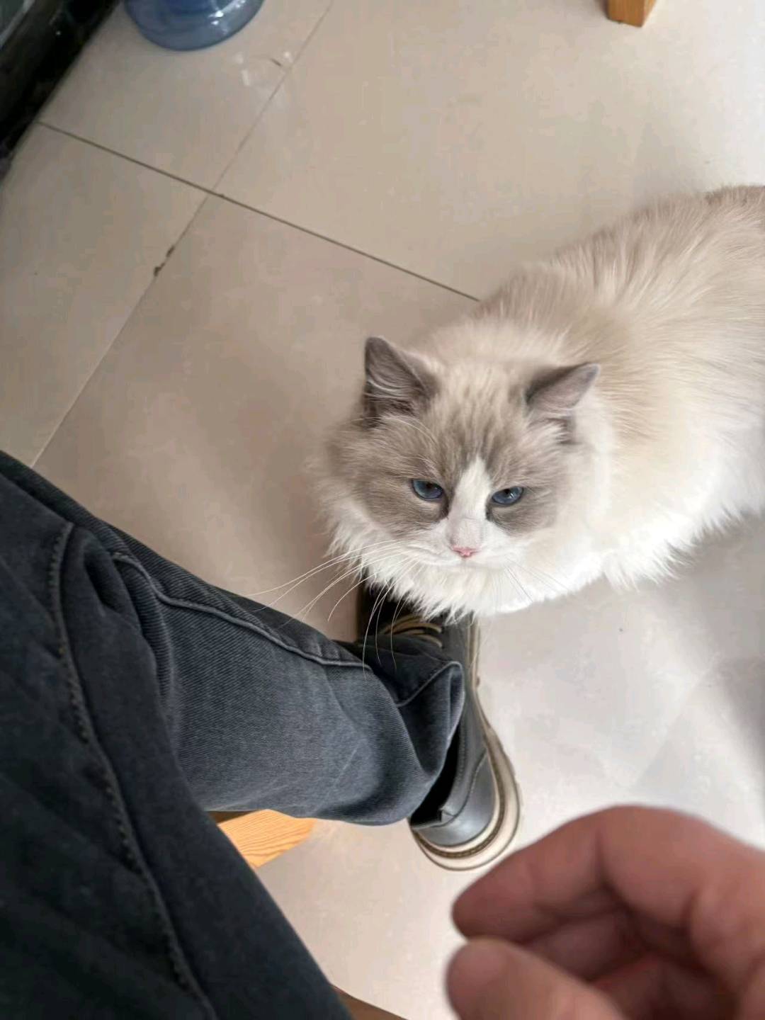 猫猫布偶猫