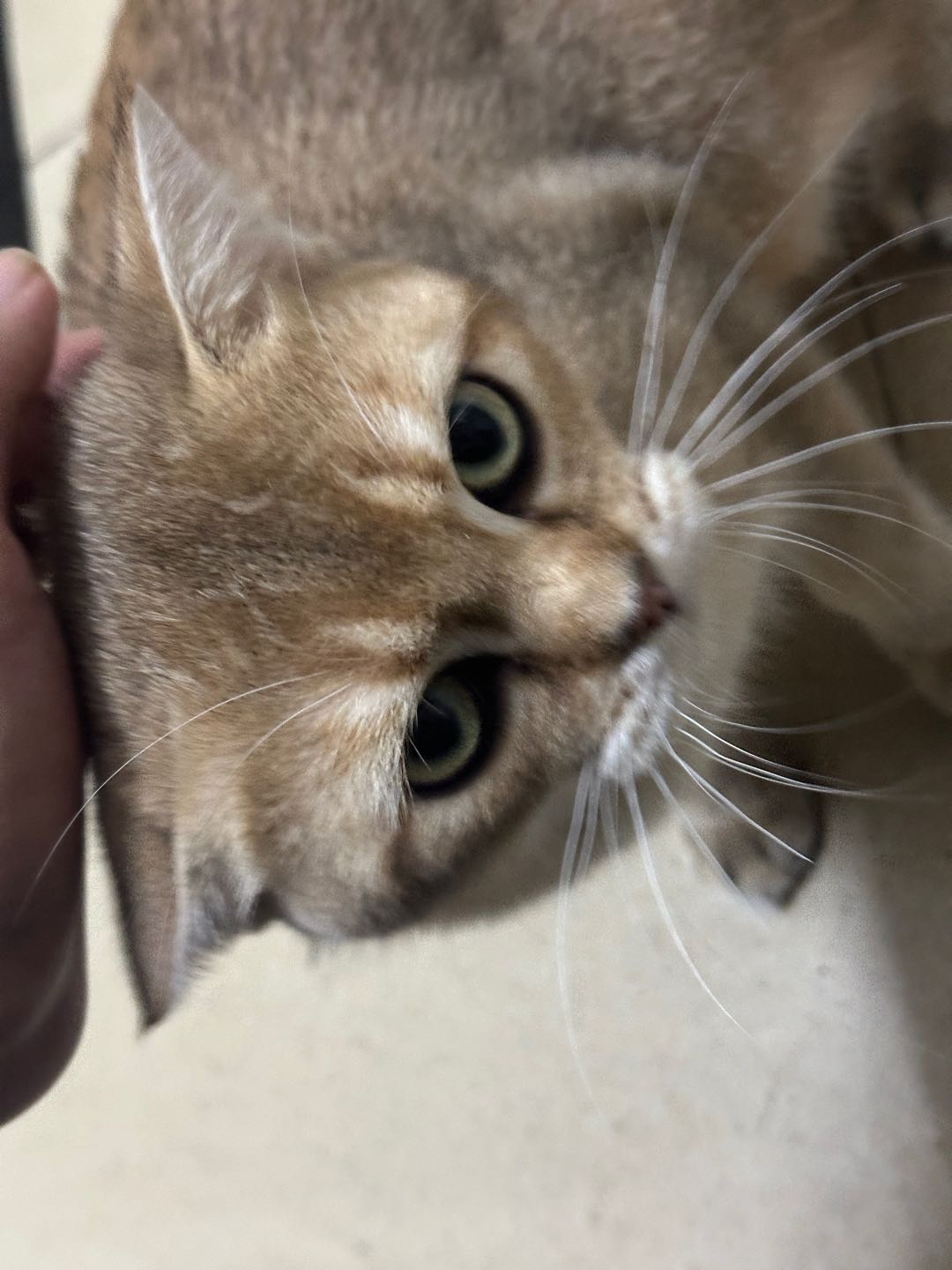 猫猫金渐层