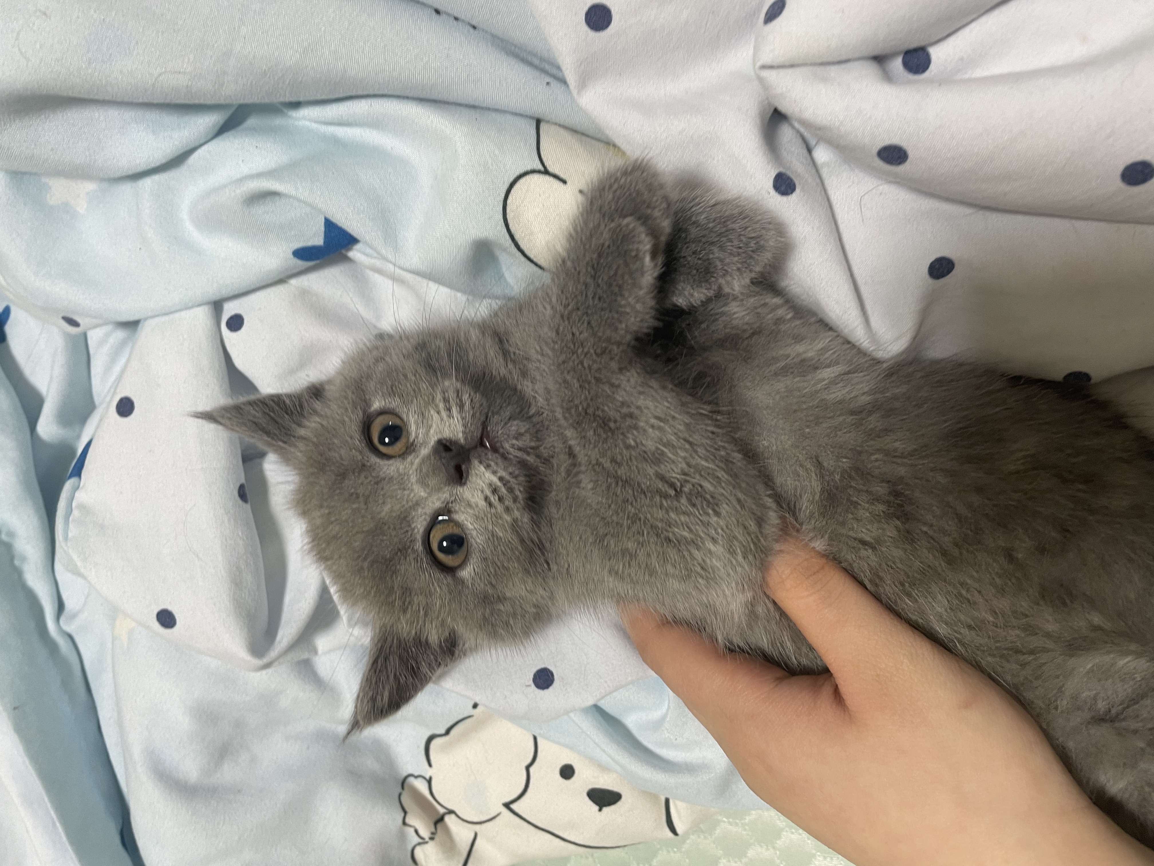 猫猫美国短毛猫