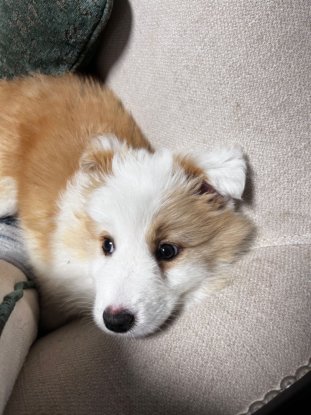 狗狗边境牧羊犬
