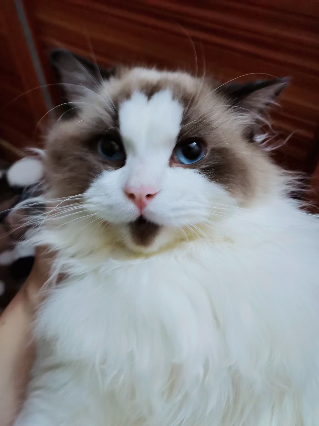 提供猫咪上门喂养服务，可陪玩！地区：十堰市。价格不是问题，需要的私聊！
