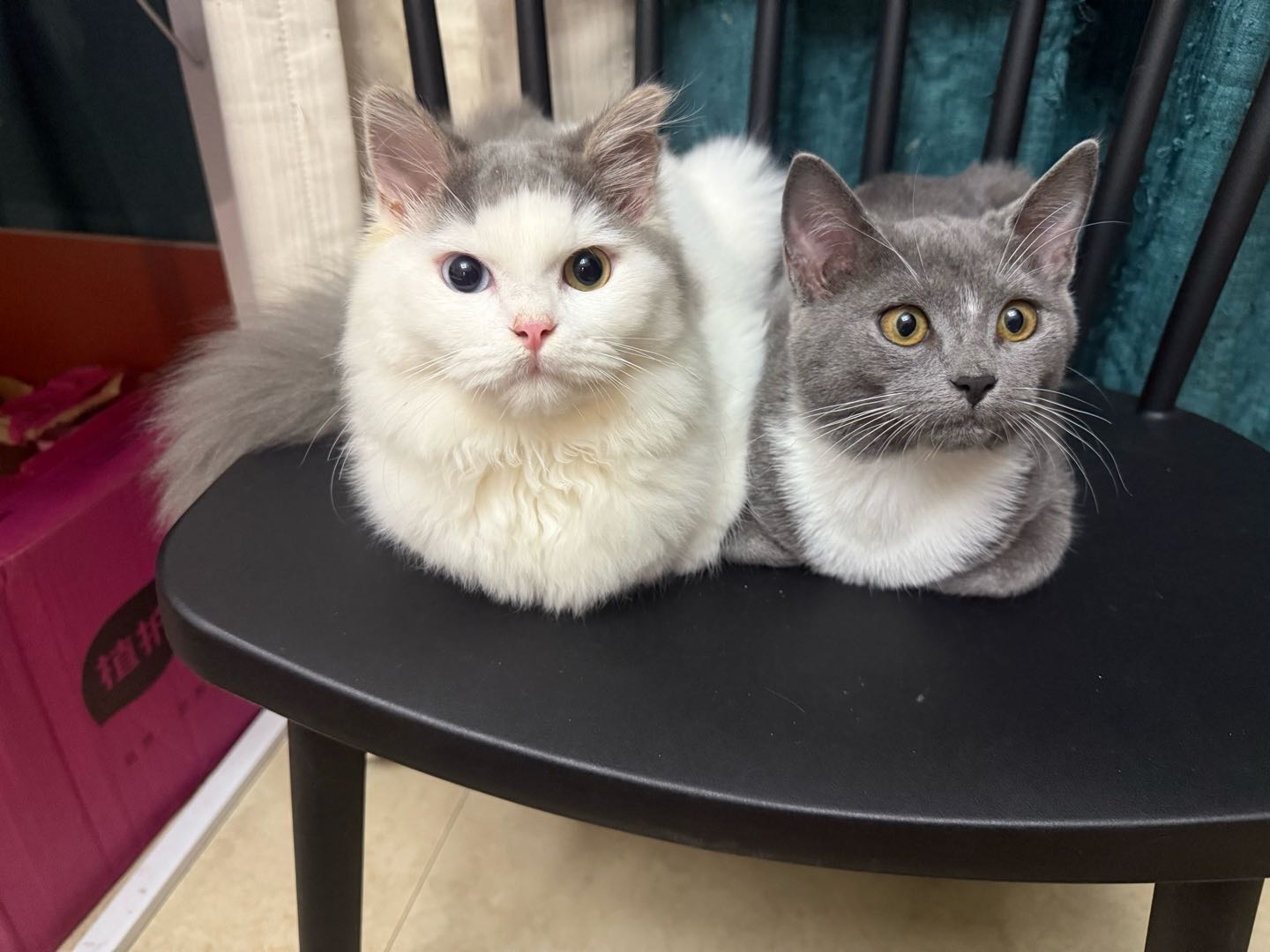 猫猫其它