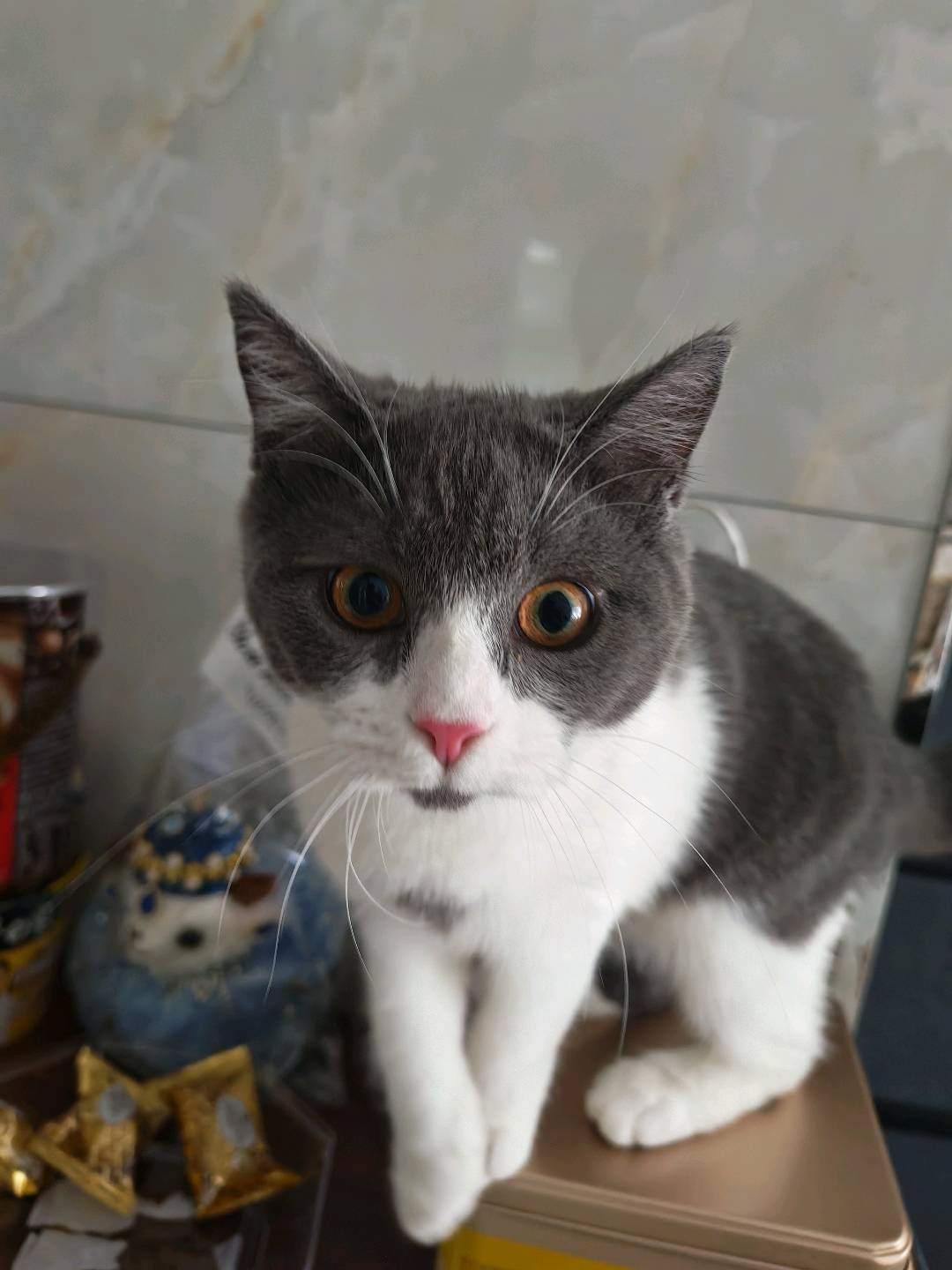 猫猫萌宠档案
