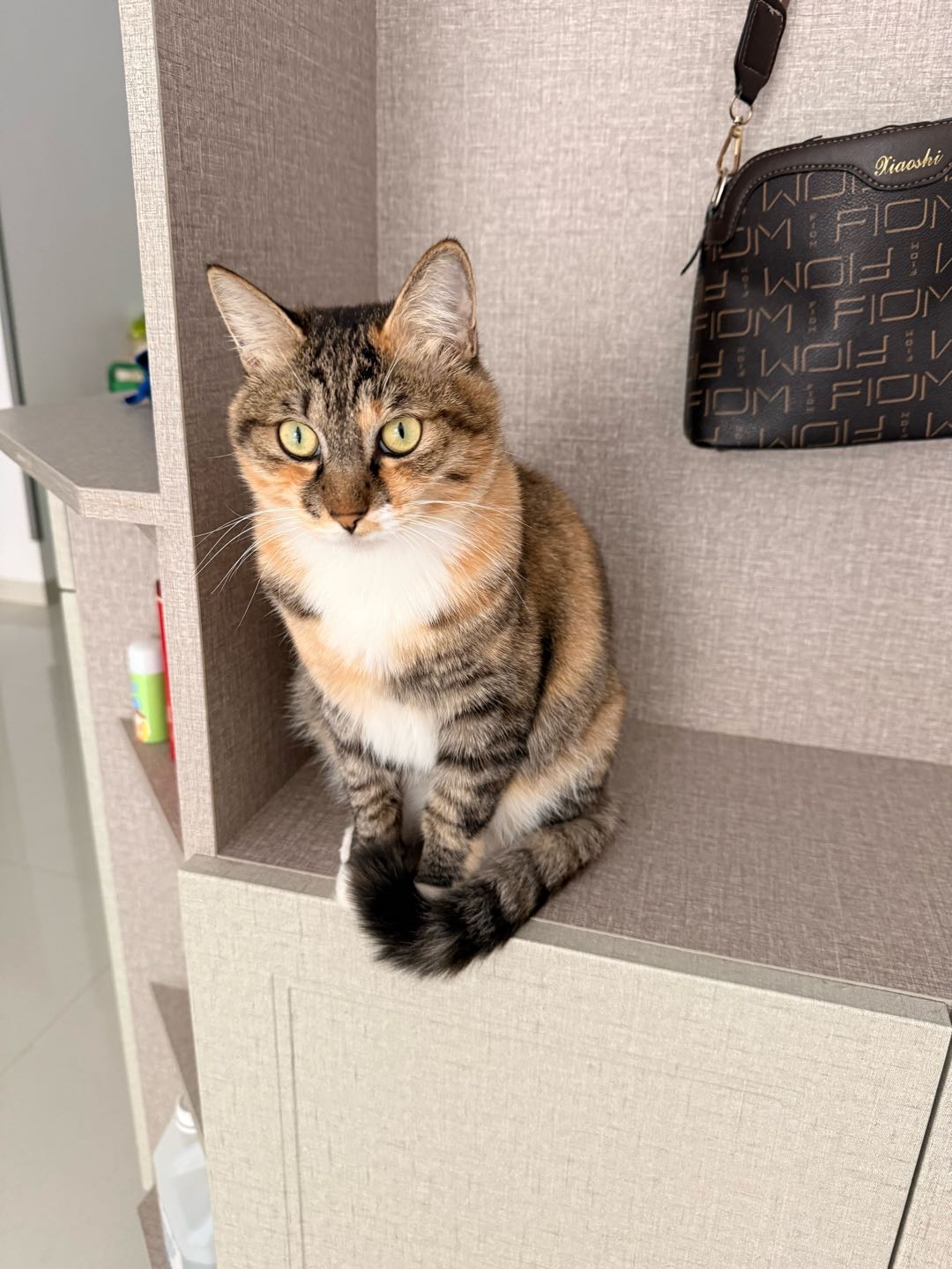 猫猫萌宠档案