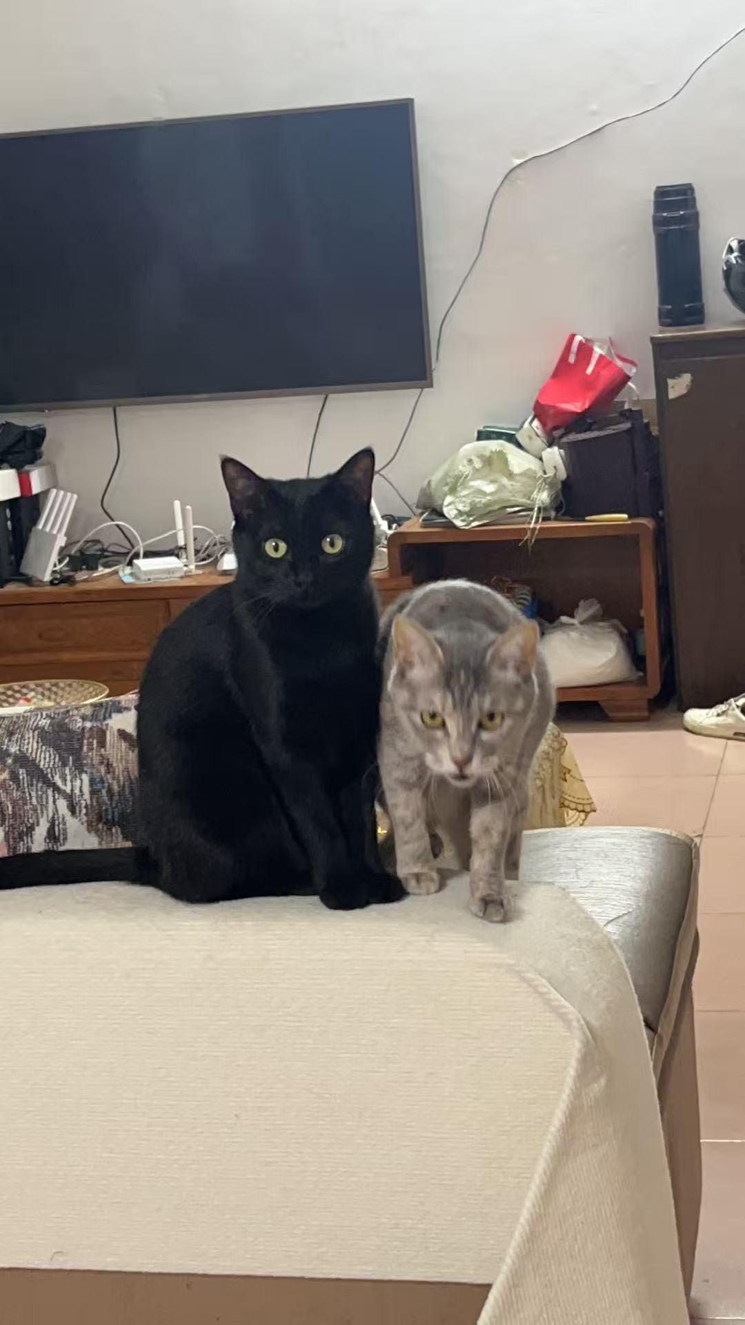 给图中黑猫找个温暖新家，因两只开始打架不得已把它送养，只求三餐温饱，不弃养，目前头上有点小伤，疫苗已打完，没绝育