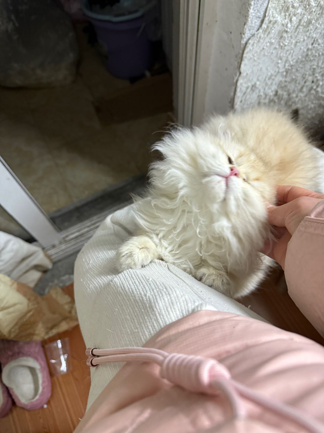 海盐地区可以上门喂猫。自家养了三只猫