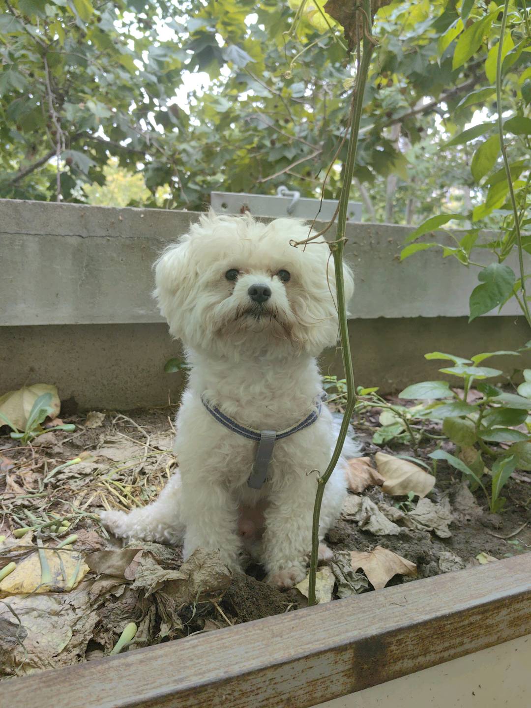 【济宁地区比熊配种优选】
自家饲养的比熊犬，品相端正、体态健康，已按标准完成全套疫苗接种，且拥有户口，确保血统清晰、健康无忧。现诚意寻觅济宁地区同样健康、疫苗齐全的优质比熊犬进行配种，期待为双方爱犬搭建安全、靠谱的繁育机会，有意向的宠主可随时沟通详情~