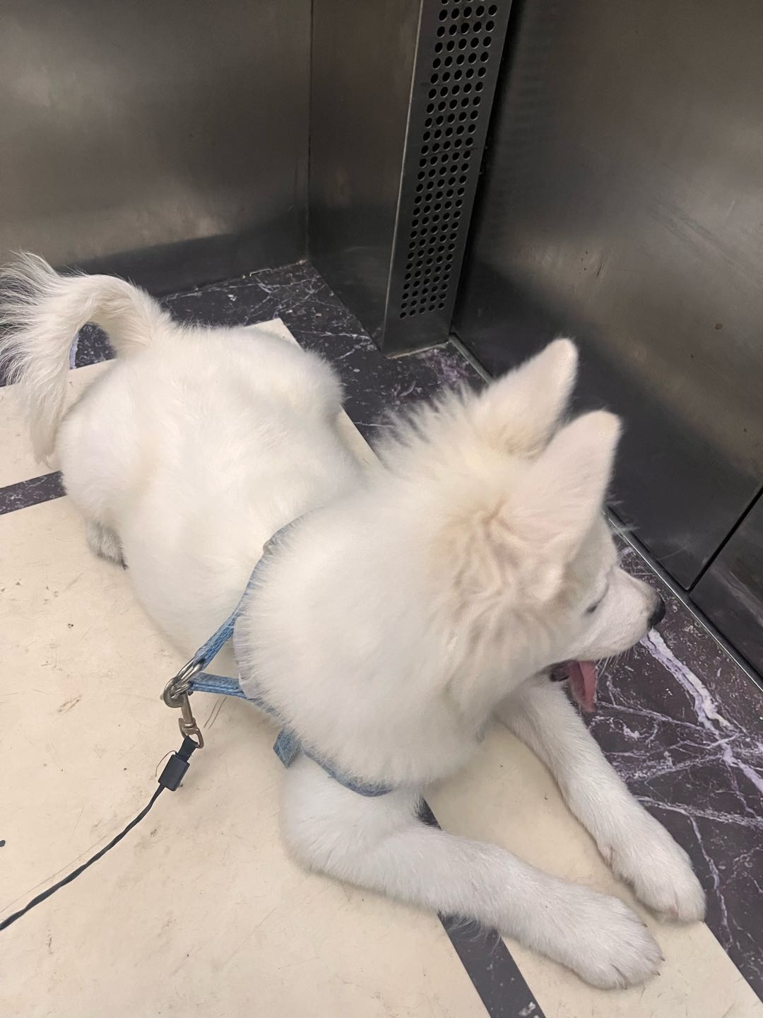 上门喂猫+遛狗
自我介绍 本人女生 非常喜爱小动物 自己也养狗狗 坐标:成华区泛悦城市广场
【服务内容】
喂食喂水:按照要求为宠物放置食物+换水(包括开罐