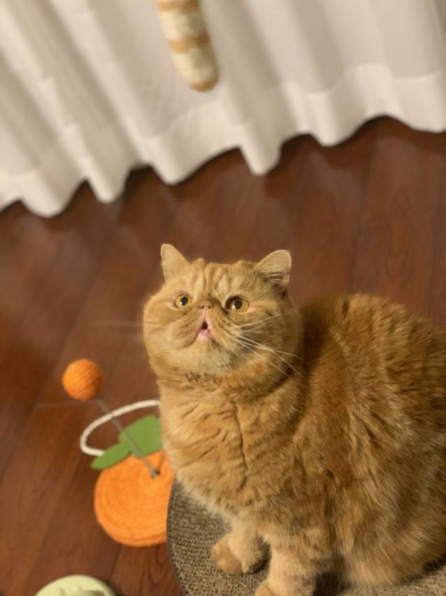 饼饼