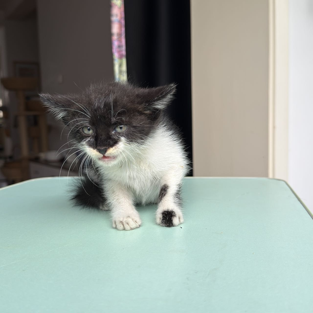 奶牛猫糖糖找家啦。我家的奶牛猫糖糖是只小公猫，性格特别稳，圆滚滚的超可爱～平时最爱蜷成一团睡觉，不挑食还黏人，不管是居家…