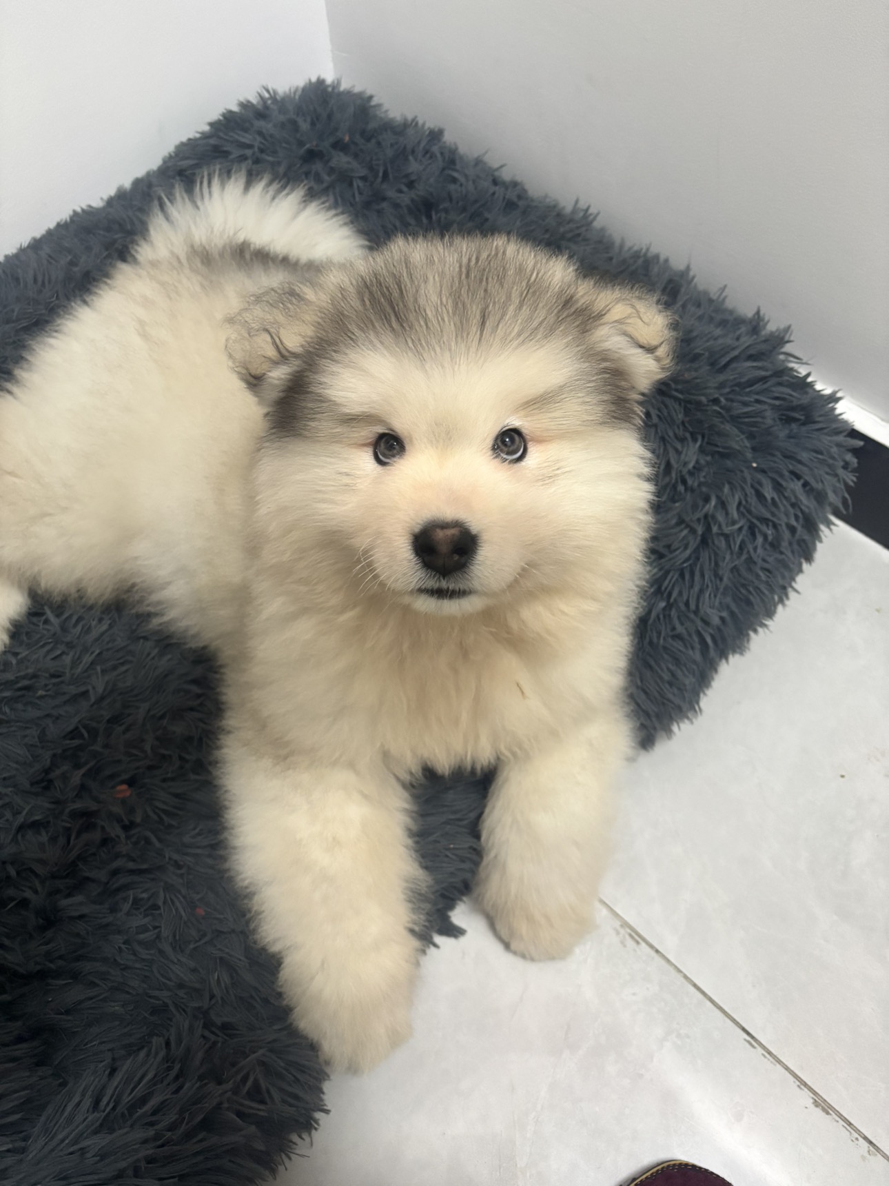 狗狗萌宠档案