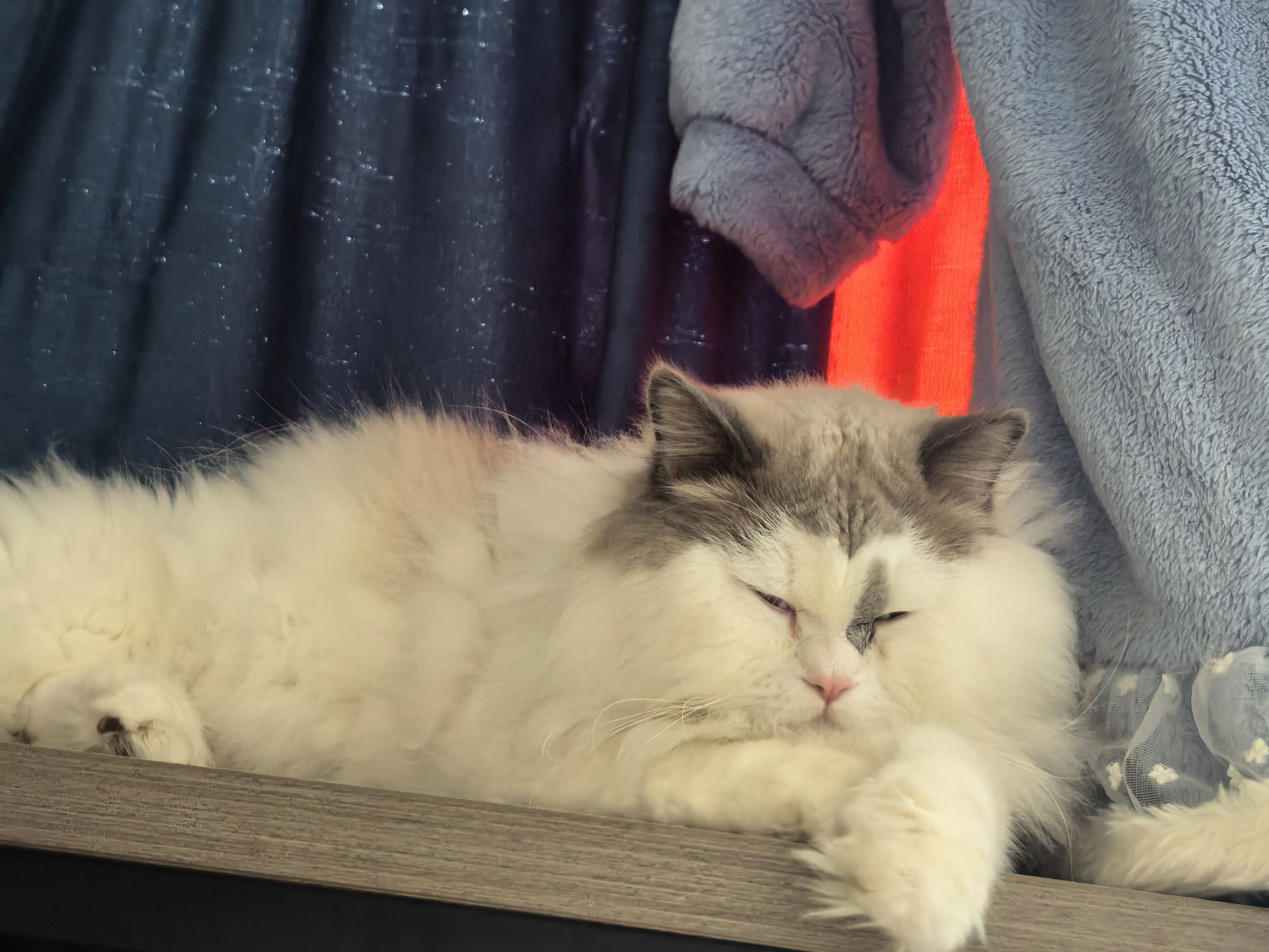 猫猫布偶猫