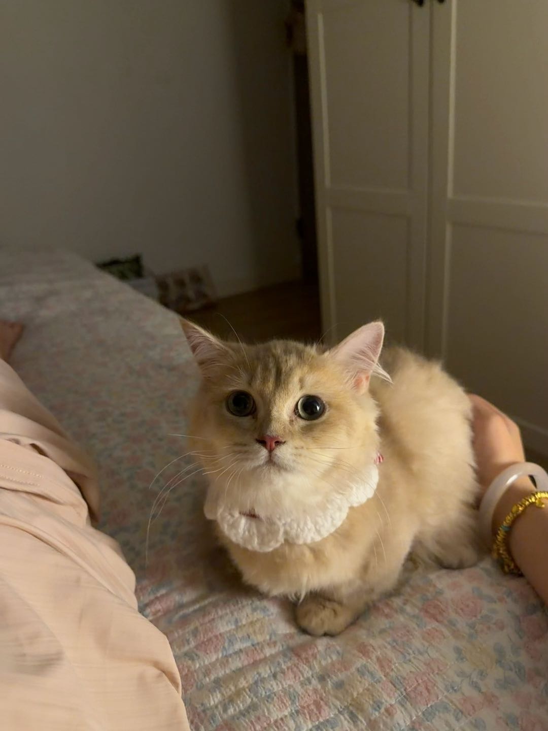 猫猫萌宠档案