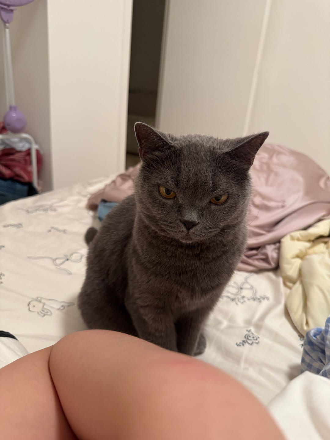 猫猫萌宠档案