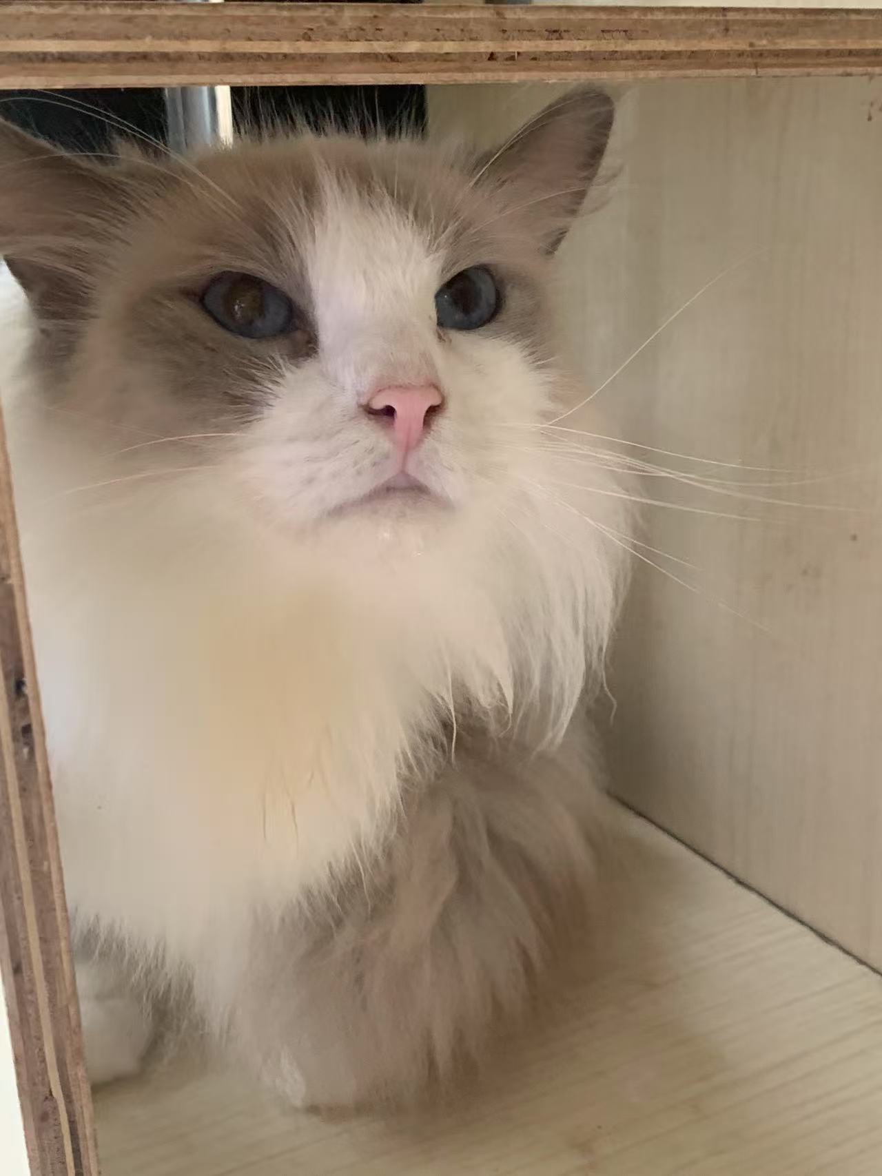 大猫布偶是主人不负责任年轻人买了养了离开南昌就不要了故意扔了、看着实在是可怜、就收下来了给它找好人家、小猫是一个阿姨的房…