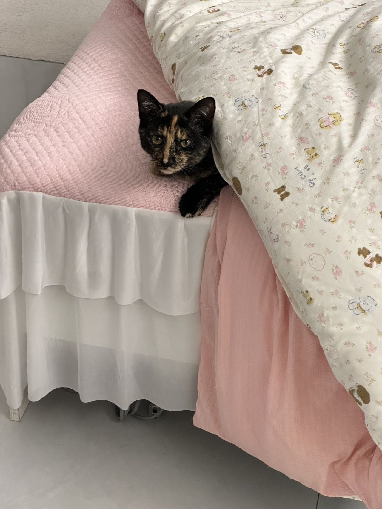 猫猫萌宠档案