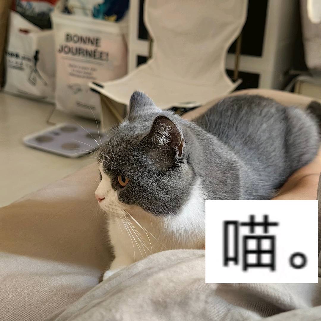 萌宠档案