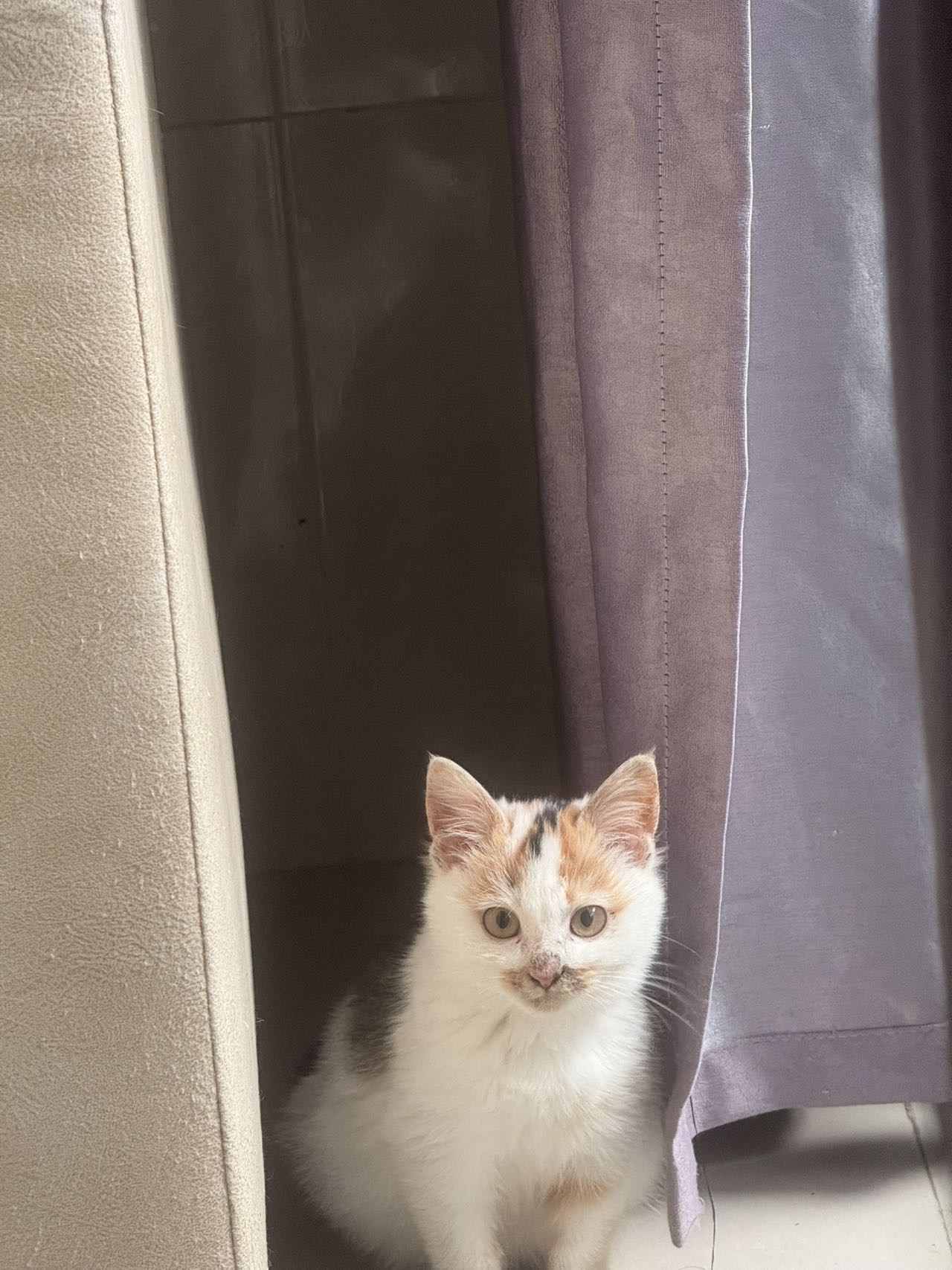 猫猫其它